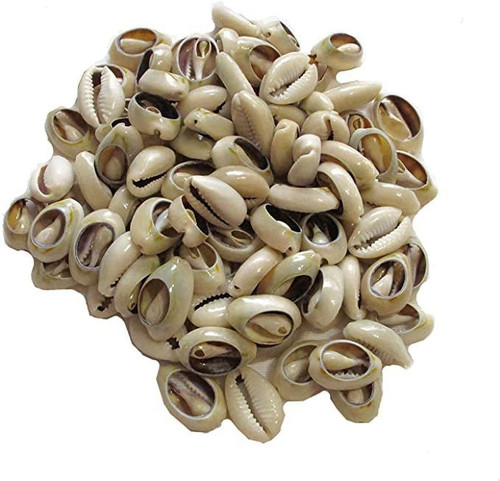 100 pcs lvory natural cowrie - 100,
