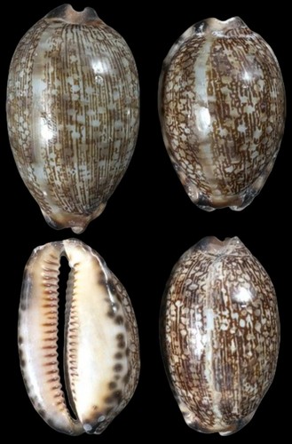 Arabic cowrie shell - cowrie, measuring